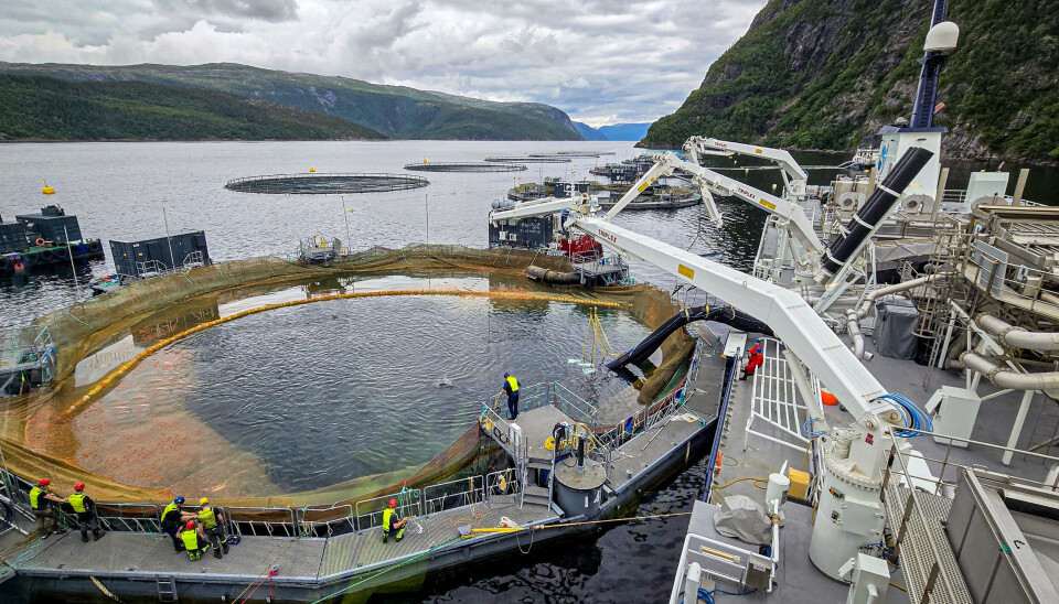 Med opplasting av en merd om dagen tok det seks dager å flytte fisken fra Mulingen til den
nye nedsenkede lokaliteten ved Øksningen.