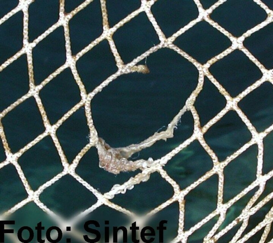 Meldinger om rømt fisk i Nordland og Sør-Troms. Illustrasjonsfoto: Sintef.