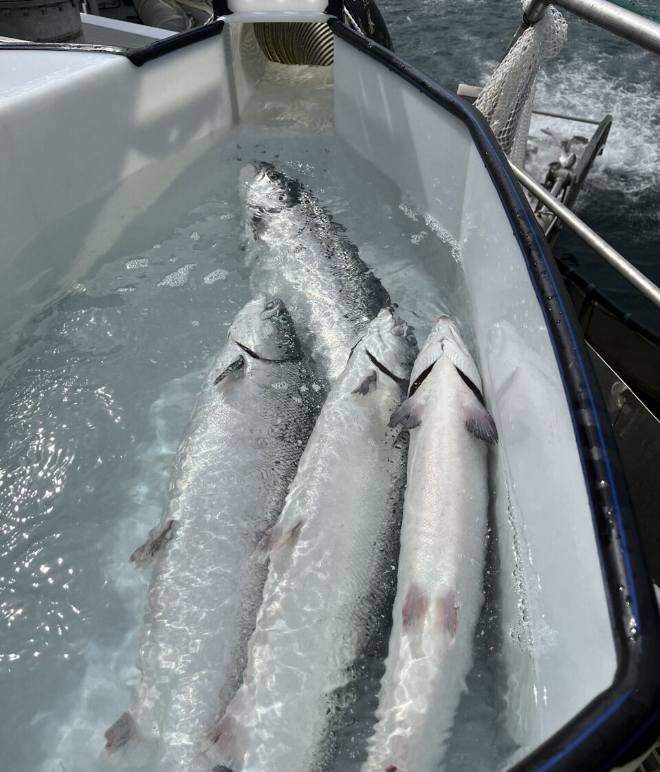 Hvis det benyttes naturlig ferskvann under behandling mot lakselus i brønnbåter, inneholder dette vannet løst naturlig organisk materiale, også kalt humusstoffer, fra råvannskilden. I tillegg inneholder vannet fiskeslim (mucus) og avføring (feces) som fisken skiller ut, og eventuelt blod fra skadet fisk.