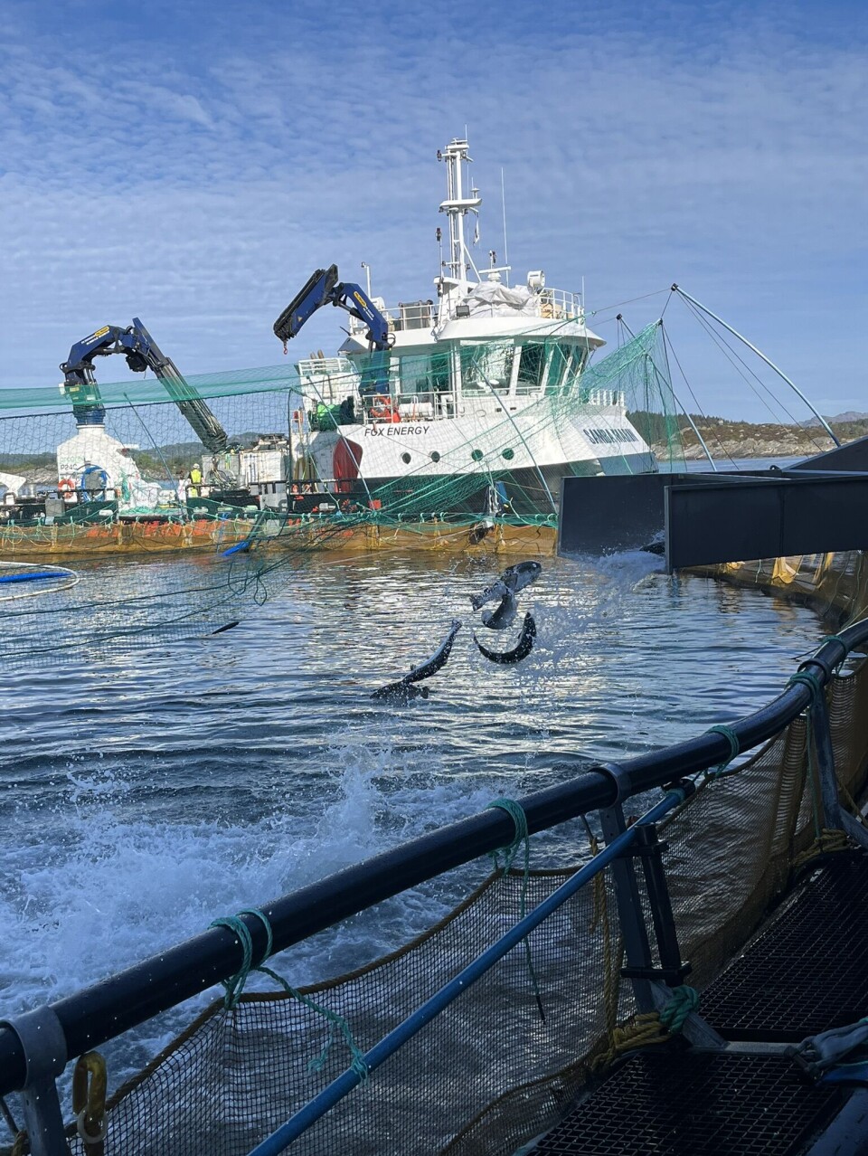 Ved trenging og lasting kan det oppstå fysiske skader som blødninger. Dette kan oppdages ved å bruke enkle fotometriske målinger av det filtrerte vannets absorbans av synlig lys, som gir raske svar på hvordan fisken faktisk har det.