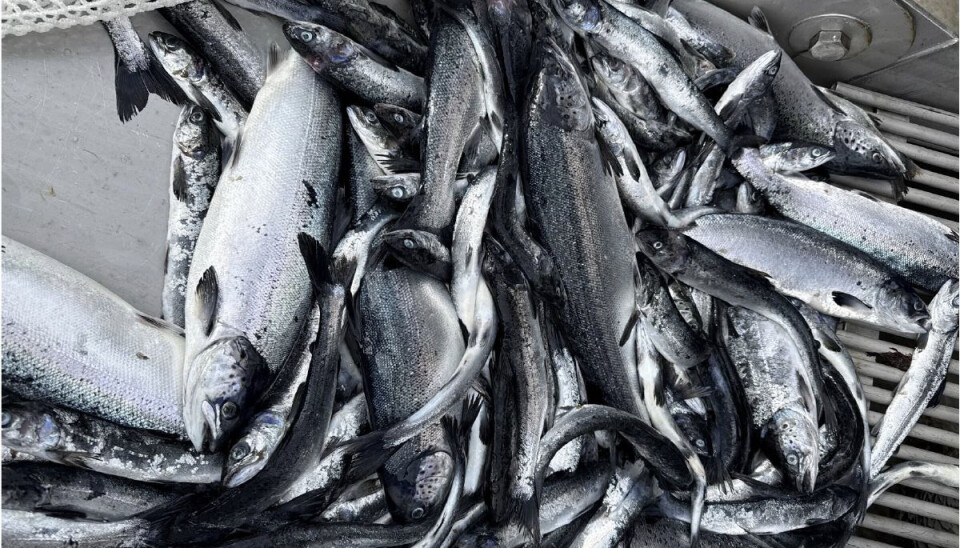 Dødfisk fra en av merdene på lokaliteten.
