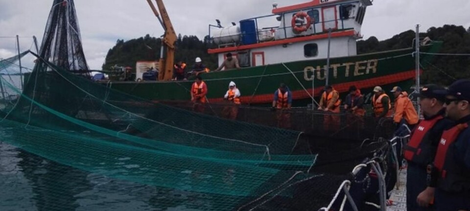 More than 42,000 salmon escape from coho farm in Chile