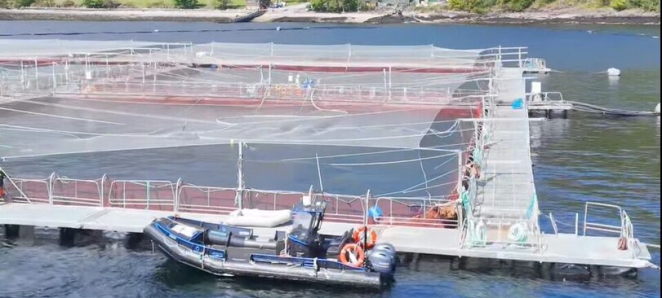 75,000 salmon escape from Mowi Scotland farm during Storm Amy