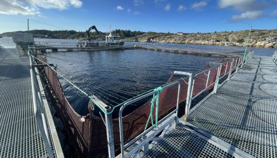 Amar Seafood har satt ut kveite i sjø for første gang på lokaliteten Krutøya.