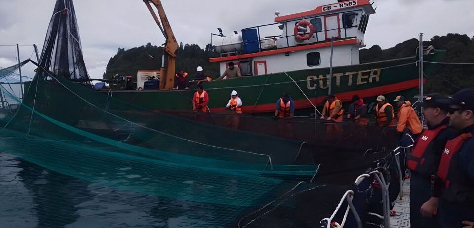 Større rømming fra chilensk anlegg