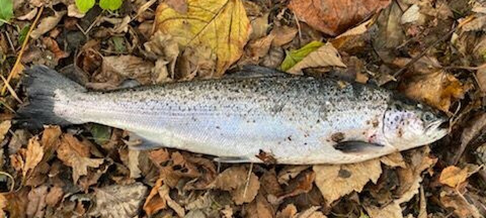 Anglers have caught 31 suspect salmon in River Lochy after mass escape
