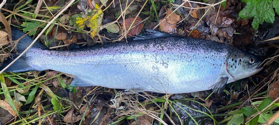 River Lochy anglers reel in 144 suspected escaped salmon