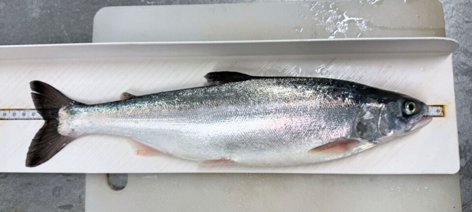 Crossed humpback salmon and Atlantic salmon