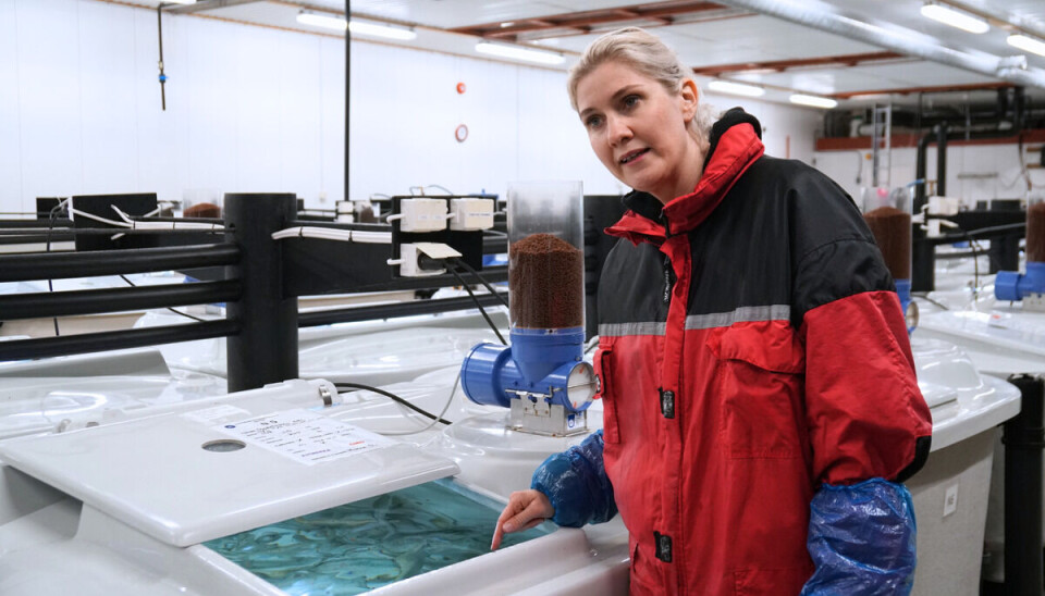 Havforsker Monica Solberg forventer at pukkellaks-hybridene ikke kan reproduseres.