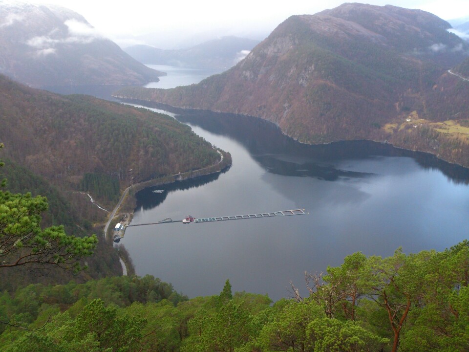 Masfjorden har hatt svært varierte oksygenforhold i flere tiår. Foto: Havforskningsinstituttet/ Ivar Helge Matre.