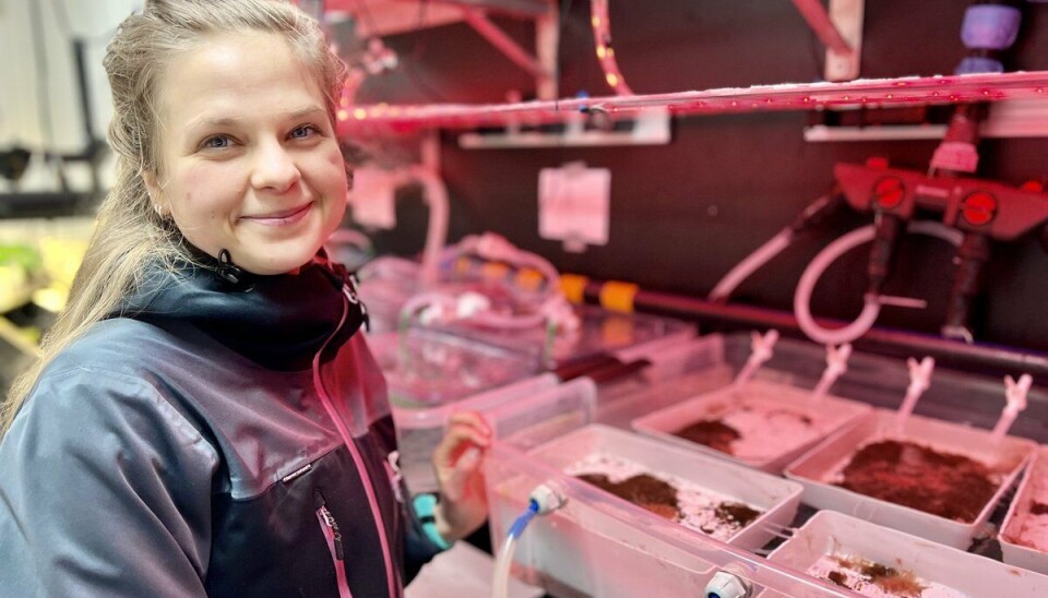 Signe Svensson har studert børstemark både under oppdrettsanlegg og på laben.