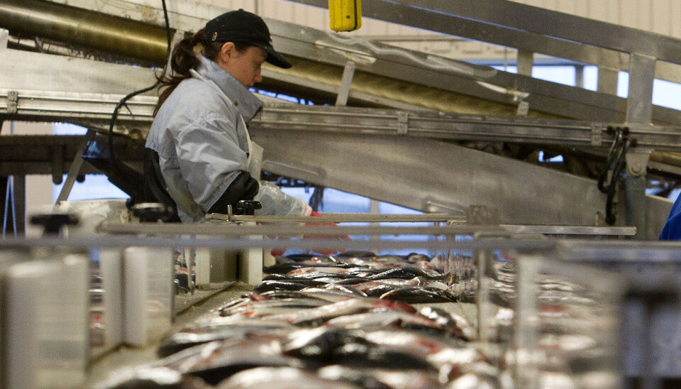 Måløy Seafood styrker mattryggheten med HACCP- og GLOBALG.A.P. CoC-sertifisering