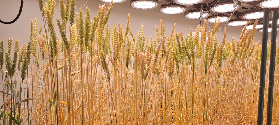 Farmed kelp is a help for wheat yield