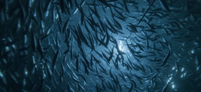 Andfjord Salmon utvider samarbeidet med Clarify