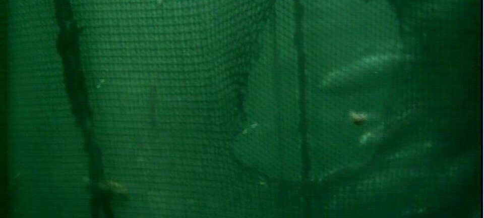 Makrellstørje dundret inn hos Mowi