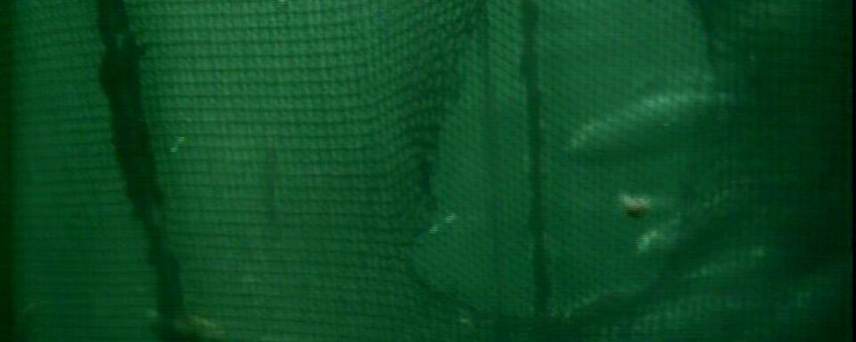 Makrellstørje dundret inn hos Mowi