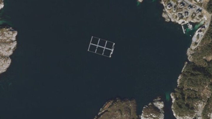 Svært høy dødelighet: – Alvorlig, sier Mattilsynet