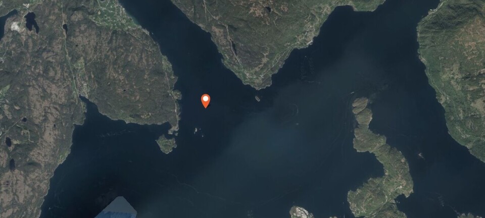 Har fanget rømt oppdrettslaks i Kvinnherad