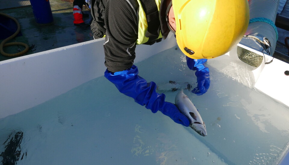 I ContrLaser-prosjektet undersøkes hvordan laser påvirker både lus og laks under kontrollerte forhold.