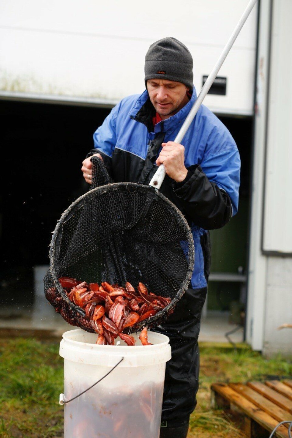 Håndtering av berggylte. Foto: Havlandet Marin Yngel