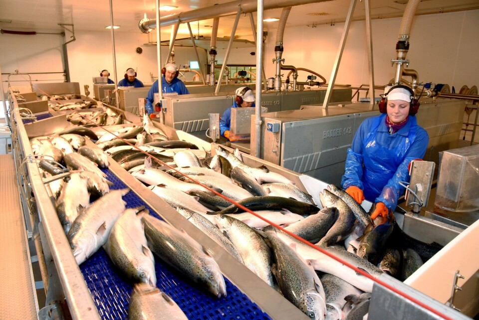 ARBEID: Oppdretterne i Namdalen ser samkjørt vaksine mot PD som et grep for å sikre at slaktefisken, her fra fabrikken til SinkabergHansen, beholdes i regionen.  Det vil være helt avgjørende for lokal sysselsetting og verdiskaping. Foto: Tom Lysø.