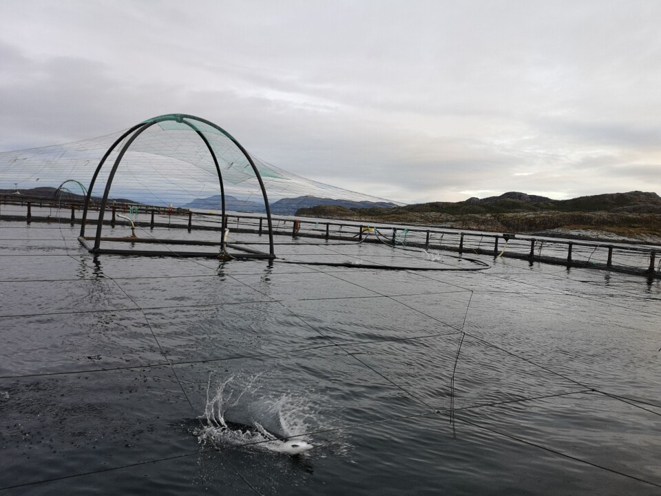 Det er splittede meninger om hvorvidt hydrogenperoksid bør benyttes slik det gjør i dag. Illustrasjonsfoto: Ole Andreas Drønen.