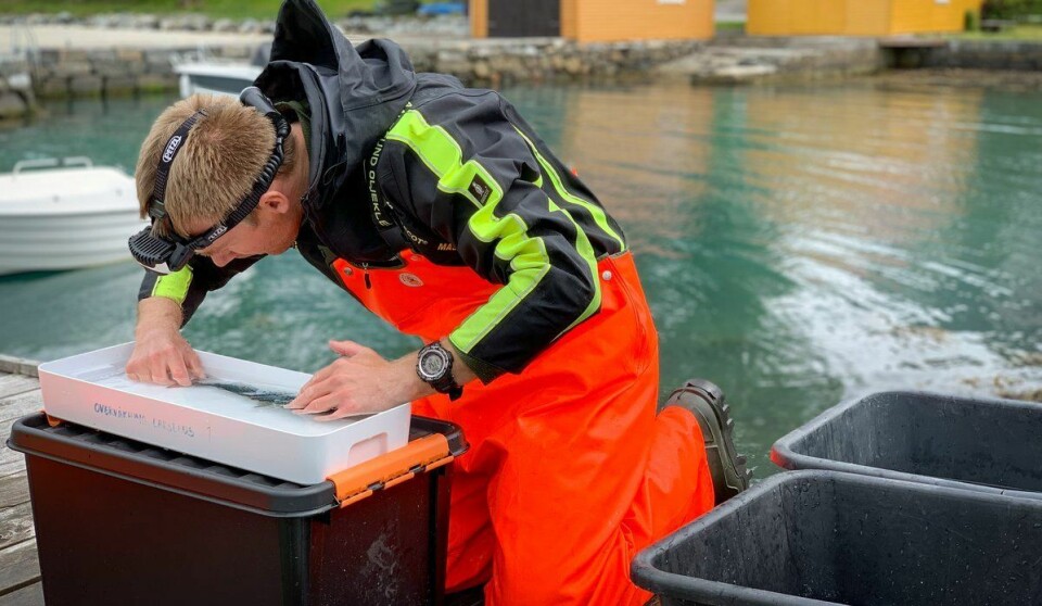 I lakselusovervåkingen på villfisk, fanger forskerne laksefisk i ruser og trål. De teller blant annet lus, og tar genprøve av fisken. Her i Rosendal.  Foto: Stine Hommedal / Havforskningsinstituttet
