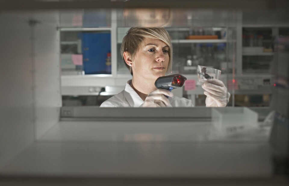 SalmoBreed tror generedigering kan være lovende innen lakseavl SalmoBreed tror generedigering kan være lovende innen lakseavl