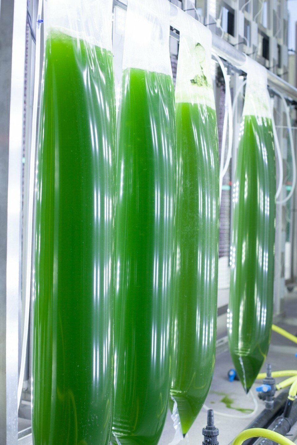 Alger produseres som næring for kultivering av hoppekrepsen. Foto: C-Feed. Alger produseres som næring for kultivering av hoppekrepsen. Foto: C-Feed.