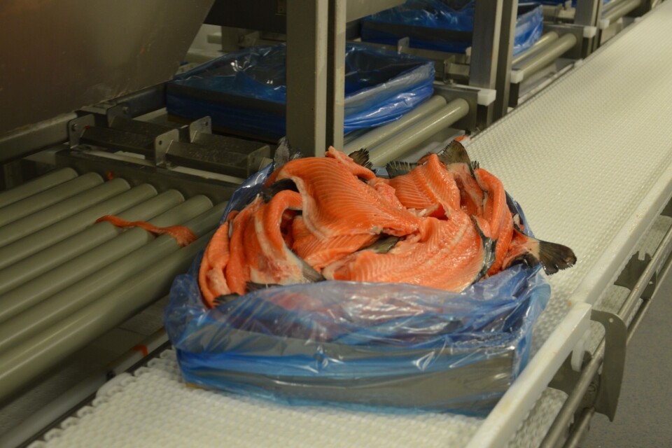 Bakkafrost foredler nesten alt på fisken, og de har nå ambisjoner om å begynne å selge innvollene til fisken også. Foto: Therese Soltveit. Bakkafrost foredler nesten alt på fisken, og de har nå ambisjoner om å begynne å selge innvollene til fisken også. Foto: Therese Soltveit.