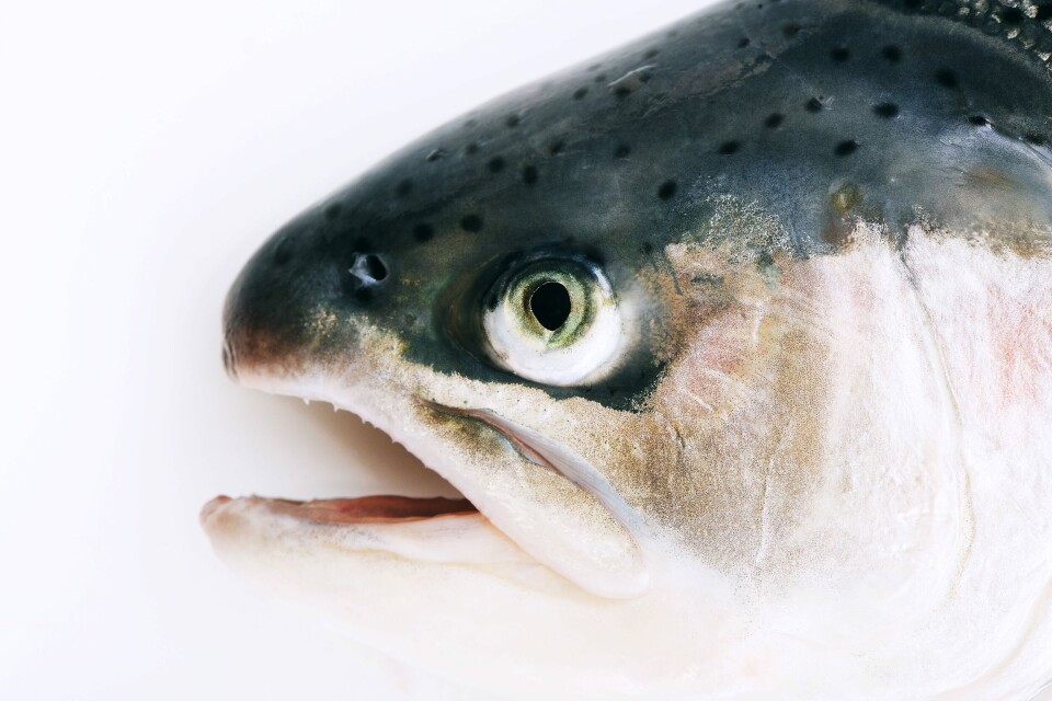 Flere prosjekter får tildelt støtte til promotering av sjømat blant unge. Foto: arkiv.