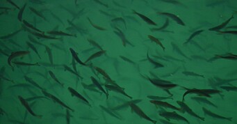 Andfjord Salmon AS setter ut første smolt våren 2021