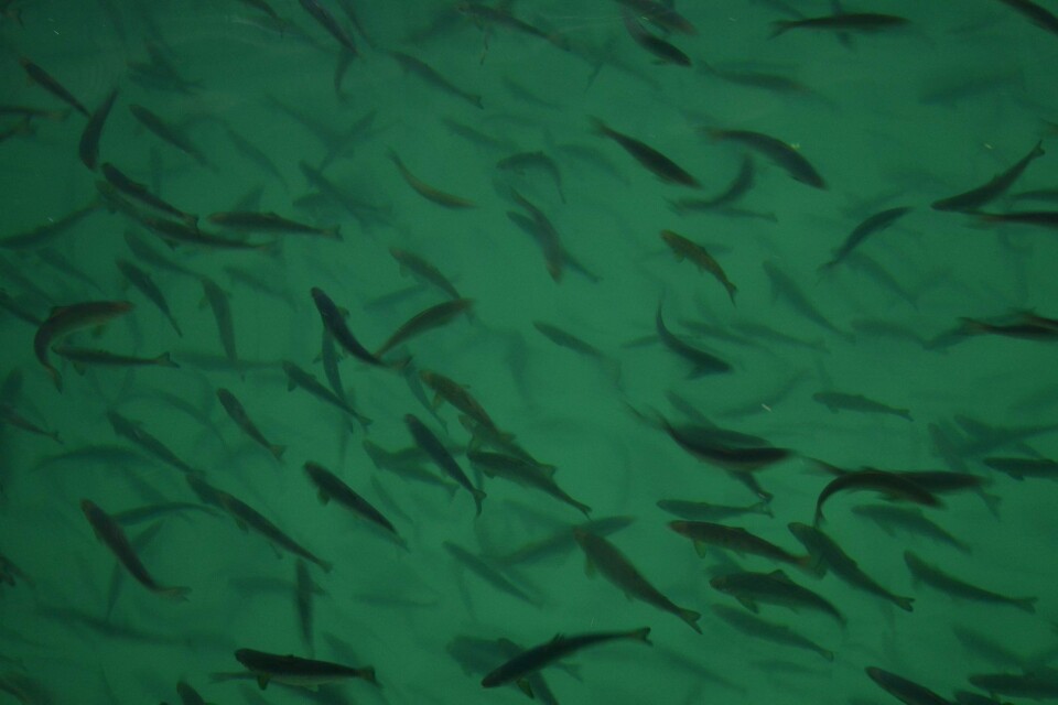 Illustrasjonsfoto av smolt. Illustrasjonsfoto av smolt.