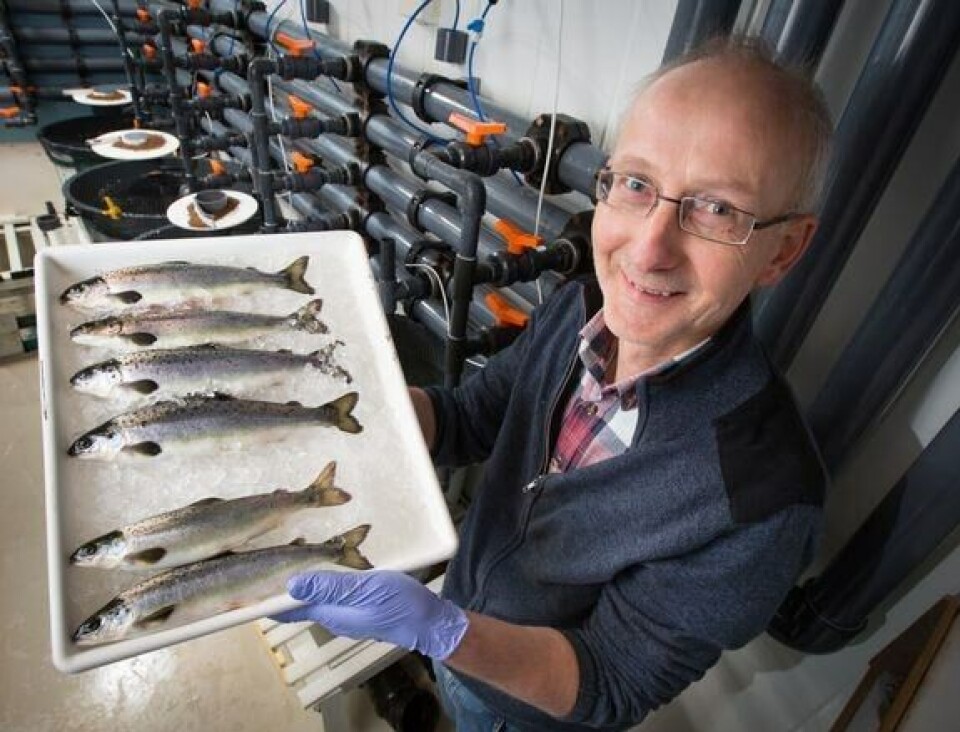 Seniorforsker Helge Tveiten har forsket frem en laks som ikke blir kjønnsmoden, og dermed er mindre utsatt for sykdom, og heller ikke kan gyte sammen med villaksen. Foto: Ole Åsheim © Nofima