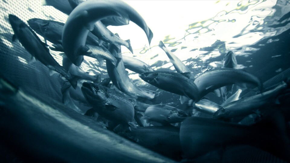 Laks i merd. Illustrasjonsfoto: Marine Harvest Laks i merd. Illustrasjonsfoto: Marine Harvest