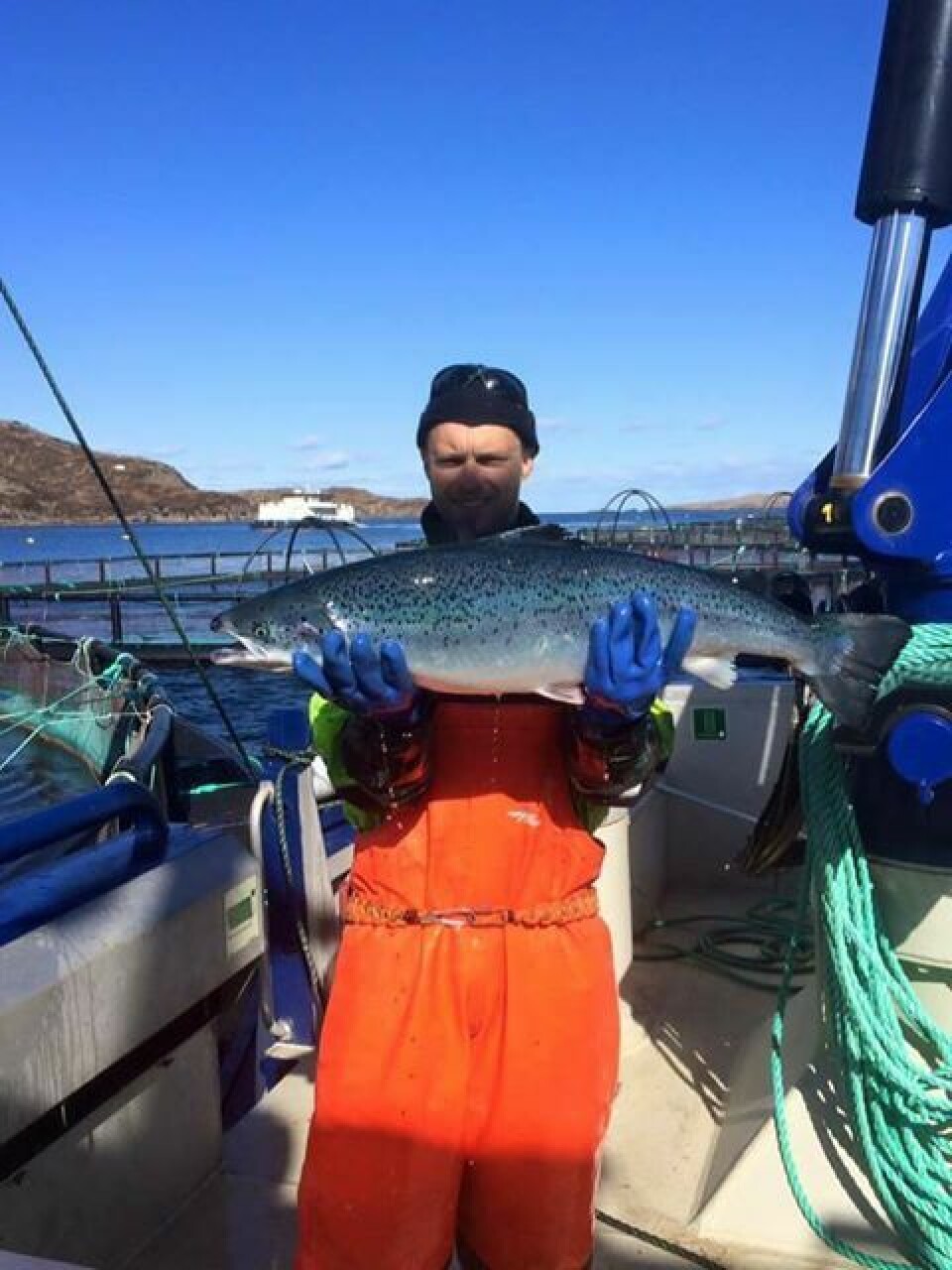 Selskapet jubler når fiskevelferden er bra etter behandling. - Det er spesielt vanskelig å få til når enkelte laks er av den størrelsen som dere ser på bildet, melder de. Foto: Egil Kristoffersen & Sønner.