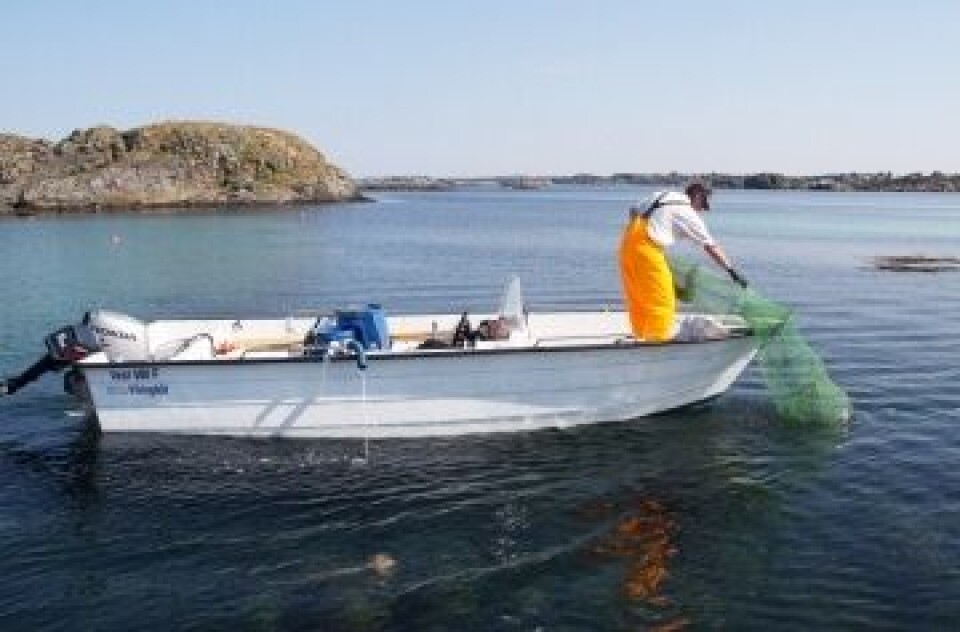 Fangst av leppefisk. Foto: Fiskeridirektoratet.