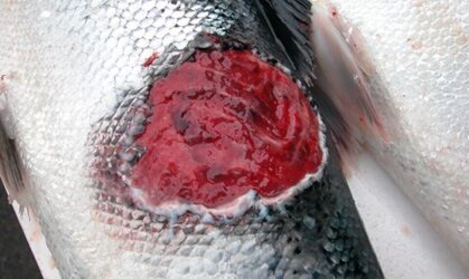 Illustrasjonsfoto: MSD Animal Health.