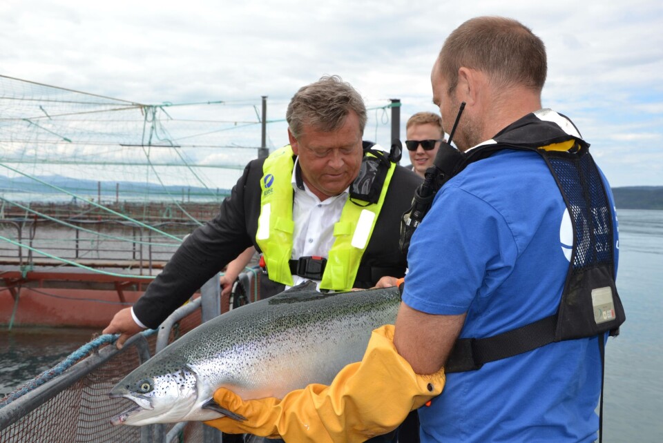 Harald T. Nesvik inspiserer laks hos Eide Fjordbruk. Foto: Margarita Savinova