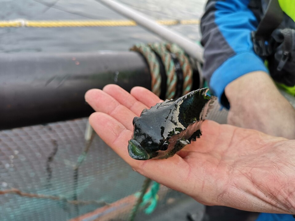 Susanna Lybæk, Zoolog og vitenskapelig rådgiver i Dyrevernalliansen mener rensefisken fortjener å bli satt mer fokus på. Foto: Ole Andreas Drønen. Susanna Lybæk, Zoolog og vitenskapelig rådgiver i Dyrevernalliansen mener rensefisken fortjener å bli satt mer fokus på. Foto: Ole Andreas Drønen.