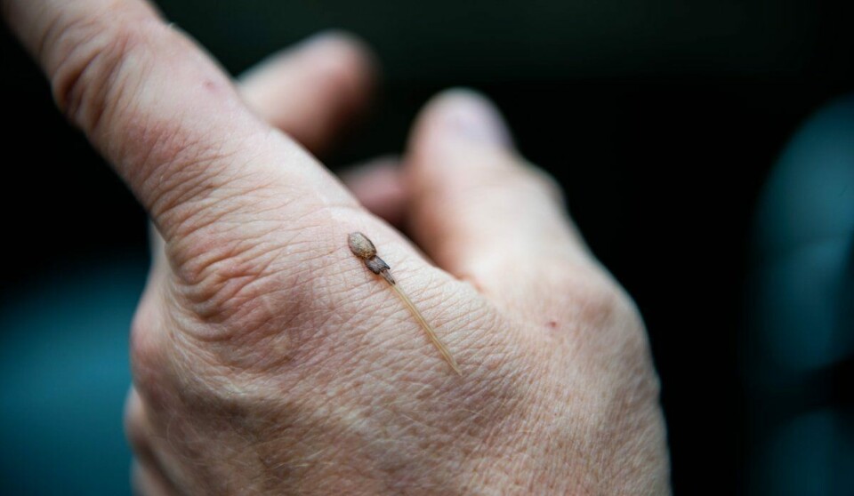 Lakselusa påfører laksefisk skade ved å spise av slim, skinn og blod. Omfanget av lakselus har økt betraktelig i takt med veksten i oppdrettsnæringen. Foto: Christine Fagerbakke/Havforskningsinstituttet