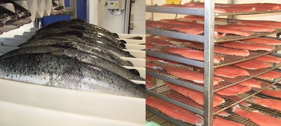 Røkt laks og ørret kan være kilde til listeriautbrudd