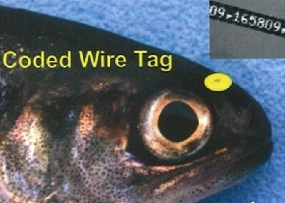 CWT-merking av fisk. Foto: Europharma