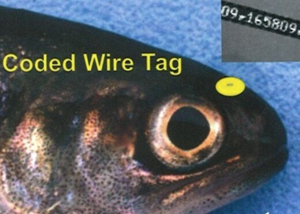 Wire-tag, merking av fisk, CWT, Europharma