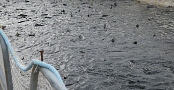 Norske Lakseelver mener det er ukritisk høsting i sjø