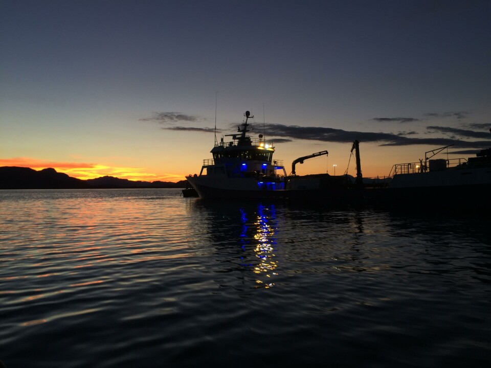 Høsting av laks i soloppgang på lokalitet Grunnsøya. Foto. Kristoffer Karstensen.