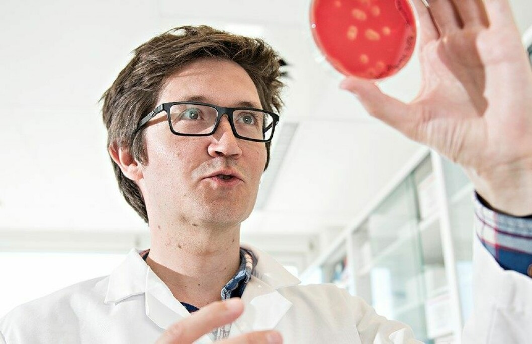 Forsker Christian Karlsen holder fram bakterier hentet fra laks og som er dyrket i laboratoriet til Nofima. Foto: Jon-Are Berg-Jacobsen.