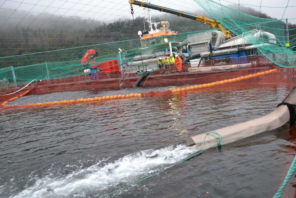 I Veterinærinstituttets spørreundersøkelse er det mange respondenter som oppgir at det er den generelle fiskehelsen og prosessene i forkant av selve avlusingen, trenging og pumping, som er avgjørende for velferden i avlusingssituasjonen. Foto: Linn Therese Skår Hosteland I Veterinærinstituttets spørreundersøkelse er det mange respondenter som oppgir at det er den generelle fiskehelsen og prosessene i forkant av selve avlusingen, trenging og pumping, som er avgjørende for velferden i avlusingssituasjonen. Foto: Linn Therese Skår Hosteland
