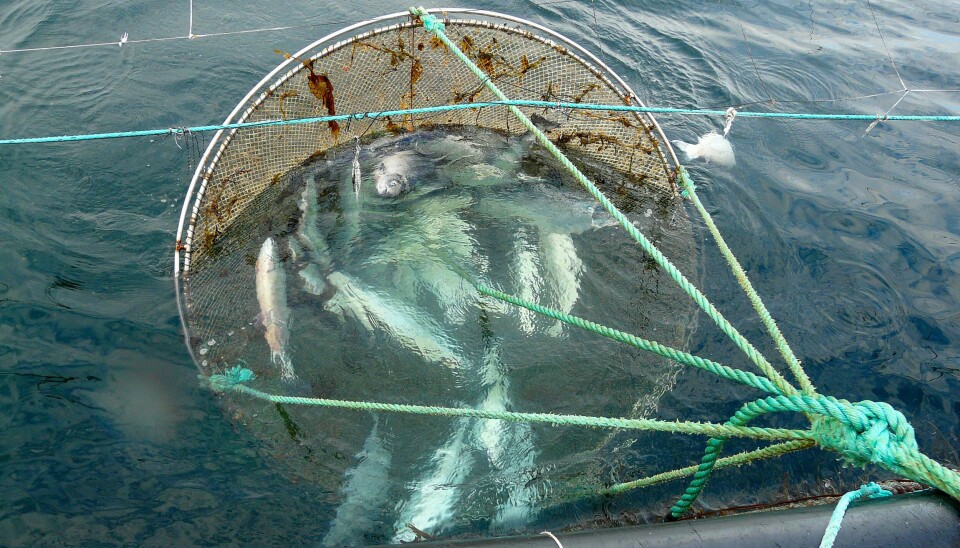 Foto av dødfisk som følge av CMS.