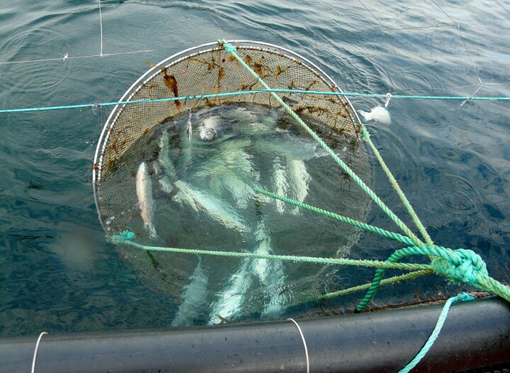 Dødfisk som følge av CMS. Foto: Trygve Poppe.